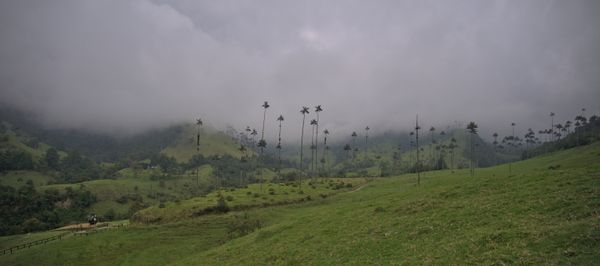 Day 43 - Salento: walking to Cocora valley